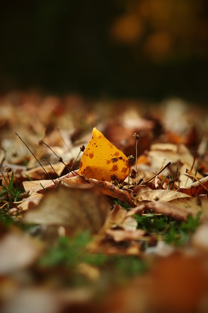 斯基拉：因西涅愿加盟拉齐奥，120万欧年薪签约至27年